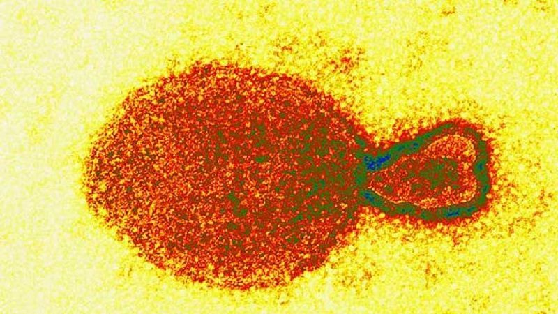 Investigadores chinos identifican un nuevo virus zoonótico con 35 infectados confirmados